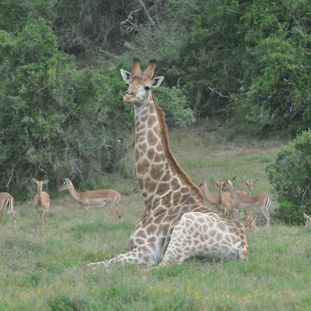 Buyskloof Hopewell Private Game Reserve מראה חיצוני תמונה