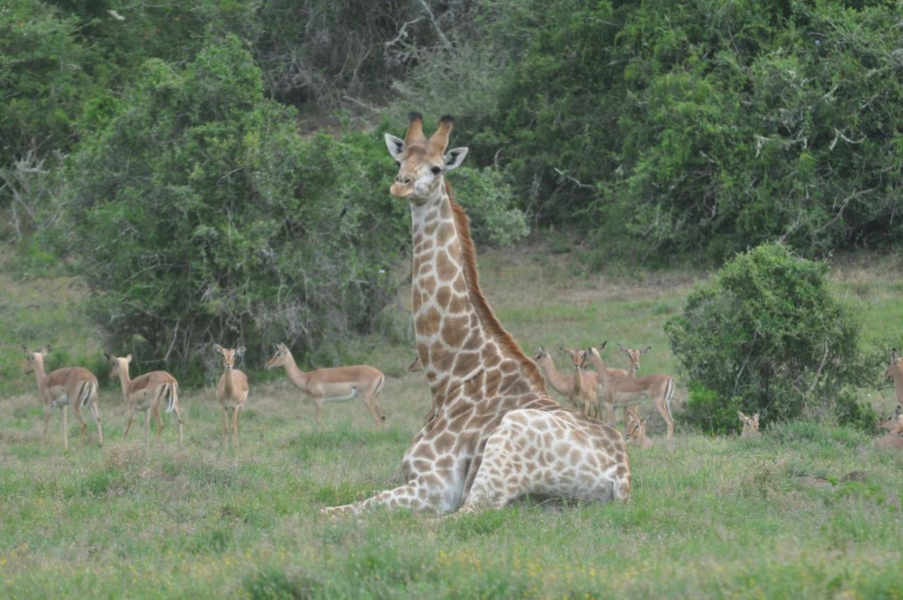 Buyskloof Hopewell Private Game Reserve מראה חיצוני תמונה