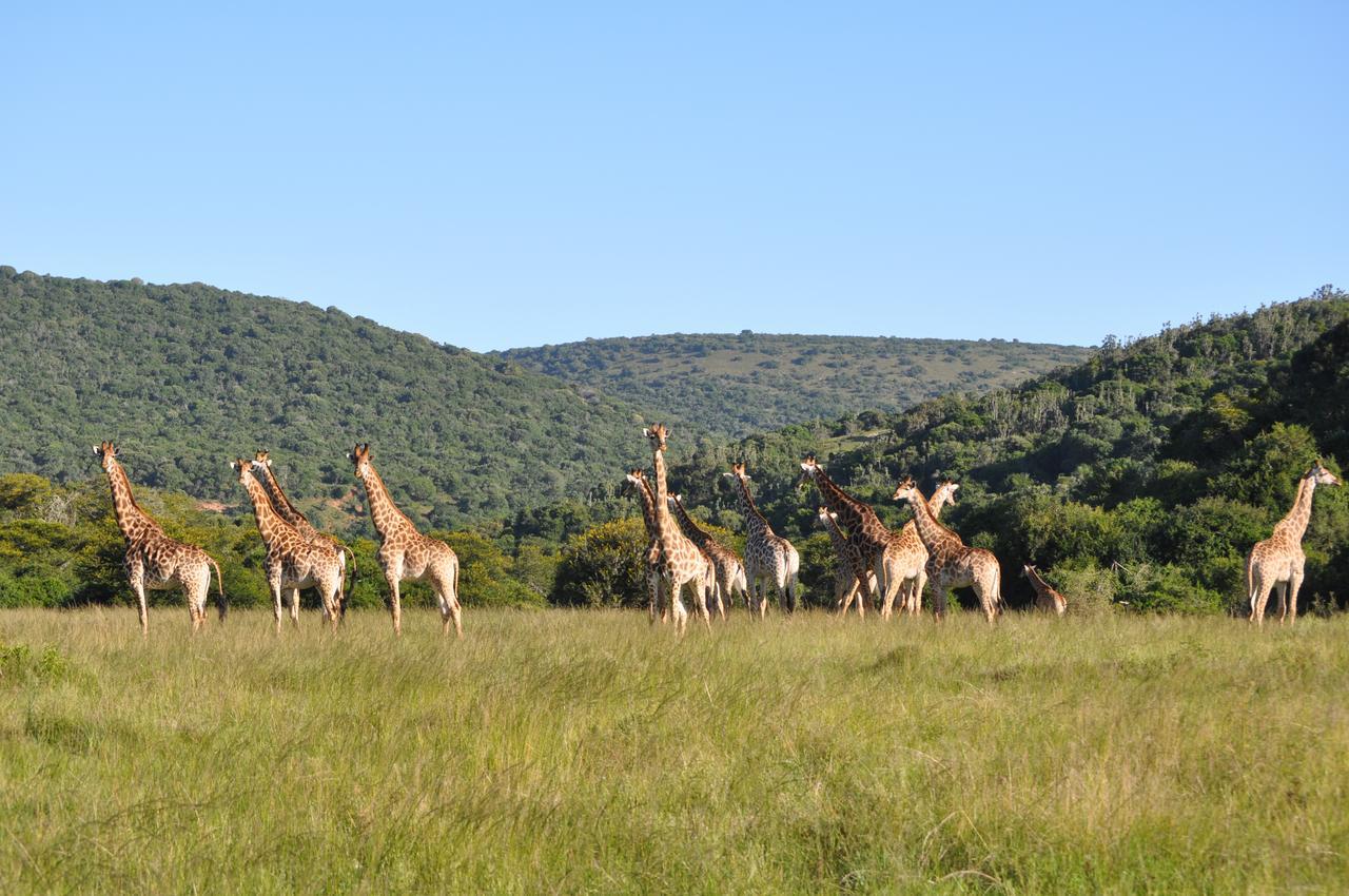 Buyskloof Hopewell Private Game Reserve מראה חיצוני תמונה